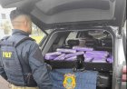 PRF apreende mais de 203 quilos de maconha em duas ações na BR-277 e prende quatro pessoas em Santa Terezinha de Itaipu