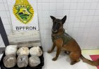 Cão farejador do BPFRON localiza mais de 10 quilos de maconha em ônibus na Ponte Ayrton Senna