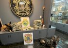 Ação integrada apreende 33,5 kg de maconha em ônibus na Ponte Ayrton Senna e prende jovem em Guaíra