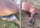 Raio mata égua  de raça estimada  no valor de 130 mil reais em Terra Roxa