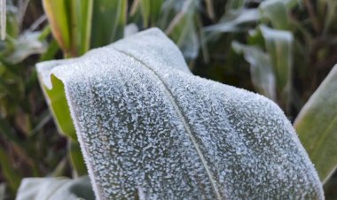 Simepar e IDR-Paraná encerraram nesta sexta-feira o boletim Alerta Geada 2025