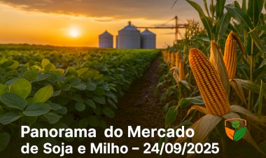 Panorama do Mercado de Soja e Milho em 24/09/2025  - Análise e Preços