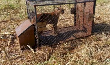 ONÇA-PARDA QUE ATACAVA EM PROPRIADEDES RURAIS NA REGIÃO É CAPTURADA PELO IAT