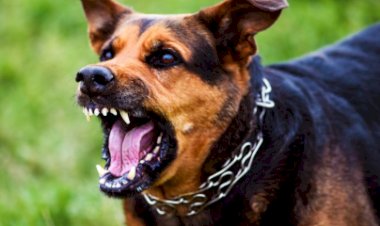 Cachorro solto causa transtornos e morde pedestres em Entre Rios do Oeste