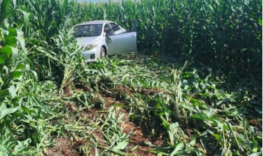 Idoso perde o controle do veículo, que vai para no meio de uma lavoura de milho na BR-163 entre Guaíra e Mercedes