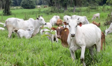 Adapar reforça prazo e lembra que atualização do rebanho termina em 30 de junho