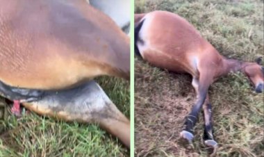 Raio mata égua  de raça estimada  no valor de 130 mil reais em Terra Roxa