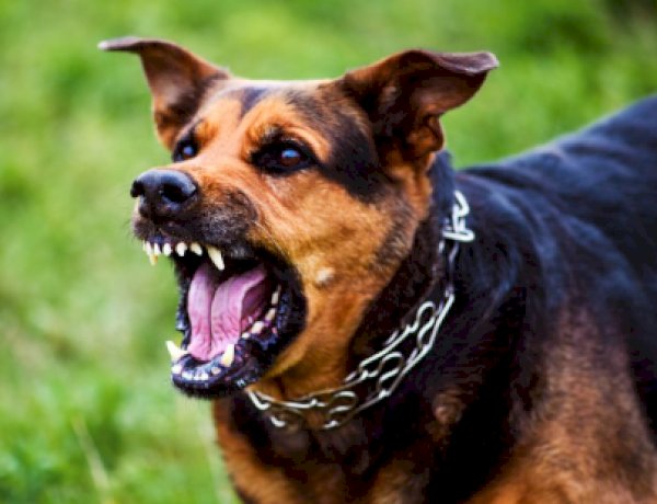 Cachorro solto causa transtornos e morde pedestres em Entre Rios do Oeste