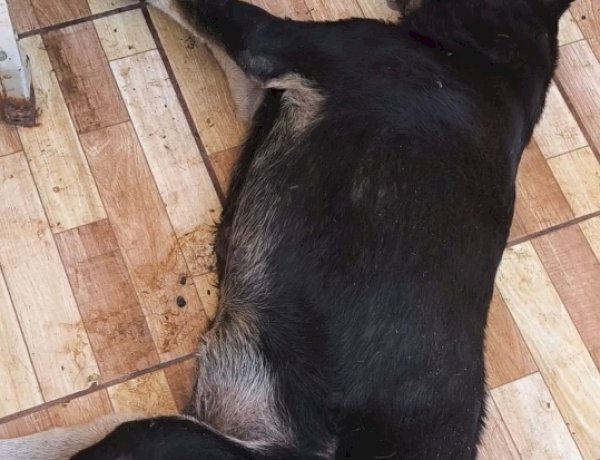 Cachorro é encontrado morto em área de residencia no centro  de Nova Santa Rosa (vídeo)