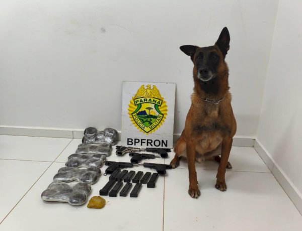 Cão farejador do BPFRON ajuda a prender passageiras com drogas e armas em ônibus em Guaíra