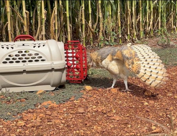 Coruja resgatada em Nova Santa Rosa é reabilitada e devolvida à natureza