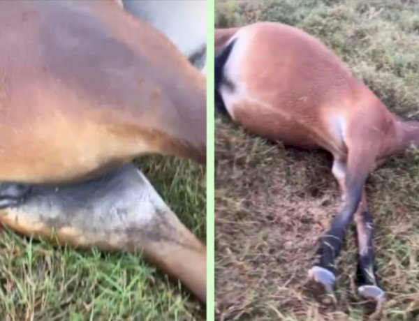 Raio mata égua  de raça estimada  no valor de 130 mil reais em Terra Roxa