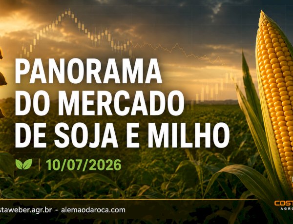 Soja e milho recuam em Chicago enquanto mercado físico mantém diferenças entre as regiões