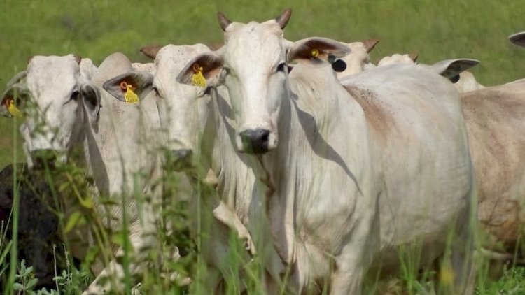 Chile reconhece Paraná como área livre de febre aftosa sem vacinação e autoriza importação de carnes.