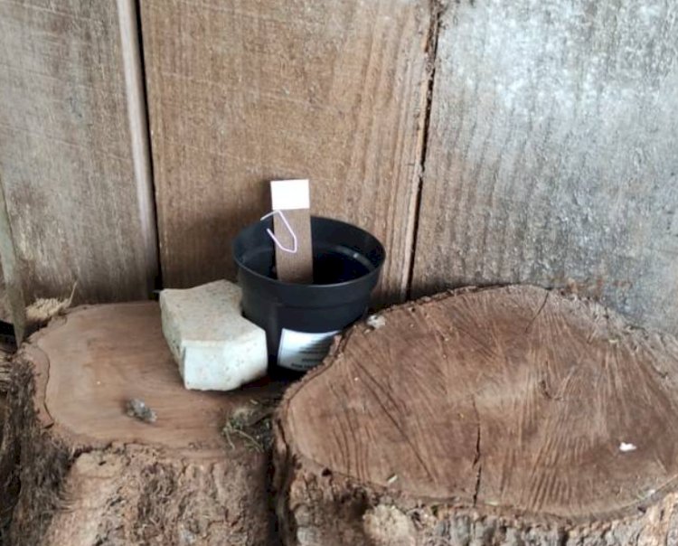 Nova Santa Rosa intensifica ações de combate ao mosquito Aedes aegypti