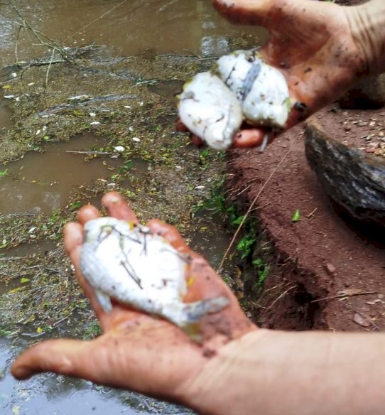 Crime ambiental provoca mortandade de peixes no Rio Quatro Pontes e revolta moradores