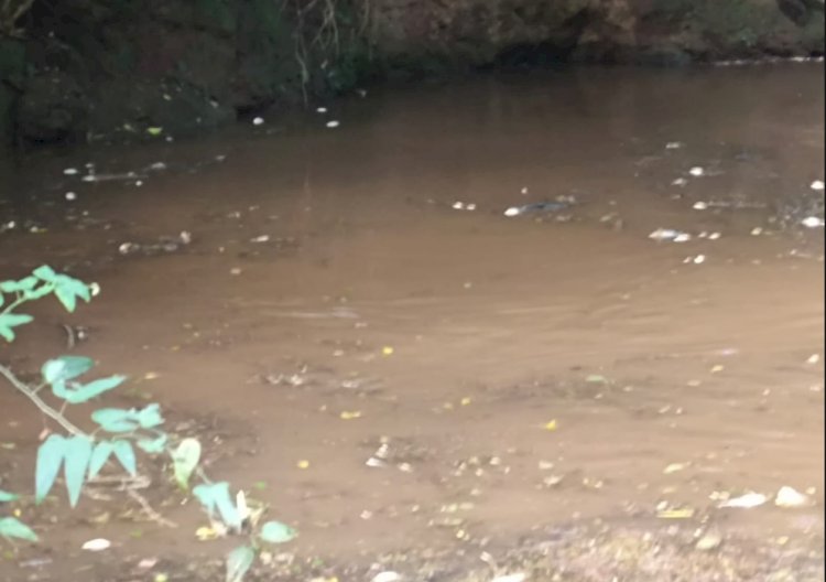 Crime ambiental provoca mortandade de peixes no Rio Quatro Pontes e revolta moradores