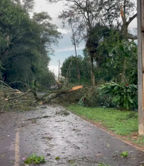 ATENÇÃO: Queda de árvores mantém  interdita rodovia entre Clube Lira e Novo Horizonte em Marechal Rondon