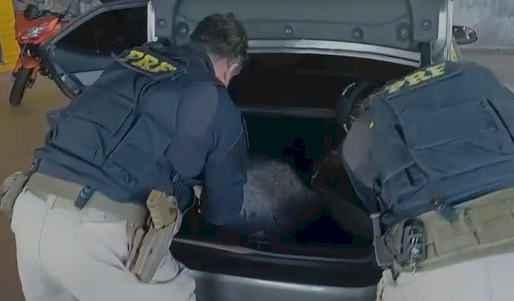 PRF apreende mais de 58 quilos de maconha em duas ocorrências na  região