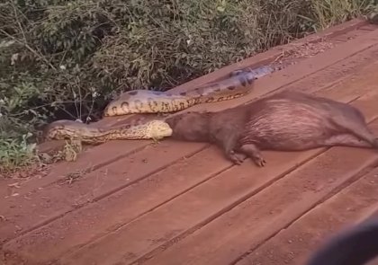 Sucuris se espalham por rios e lago de Itaipu e surpreendem moradores da região Oeste