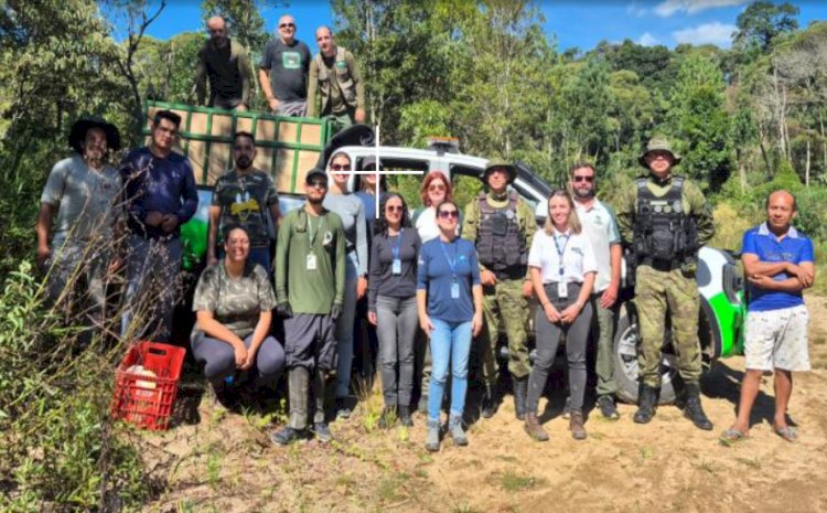 Anta resgatada após acidente na BR-277 volta à natureza no Paraná