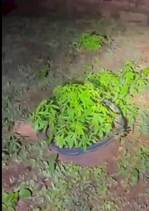 Polícia descobre chácara usada para cultivo e produção de drogas em Umuarama