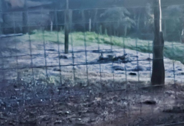 Geada cobre o Oeste do Paraná e Novo Três Passos registra 0 °C ao amanhecer