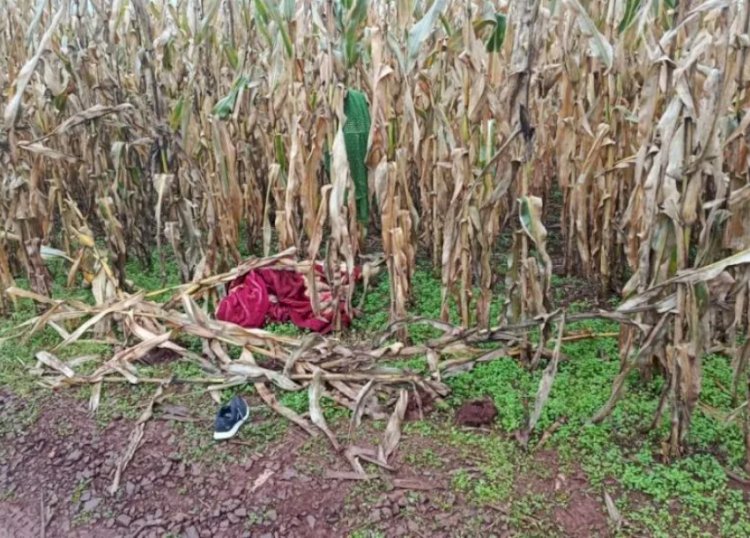 Feto é encontrado abandonado em estrada rural na região do Jardim Santa Clara IV, em Toledo