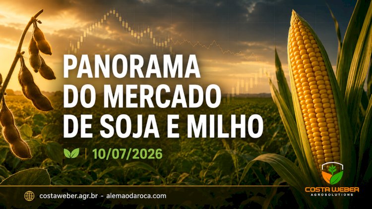 Soja e milho recuam em Chicago enquanto mercado físico mantém diferenças entre as regiões