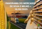Panorama do Mercado de Soja e Milho 16/09/2025: Negócios travados e Oferta ampla
