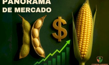 Panorama do mercado de milho e soja – 24/07/2025