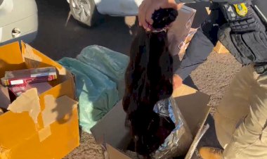 Virou moda: mais uma apreensão  de cabelo contrabandeado