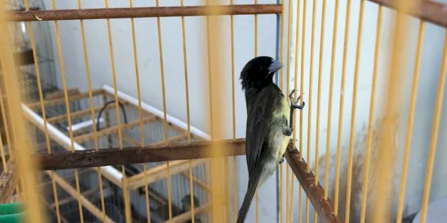 Motocicletas e até passarinhos são furtados em Marechal Rondon