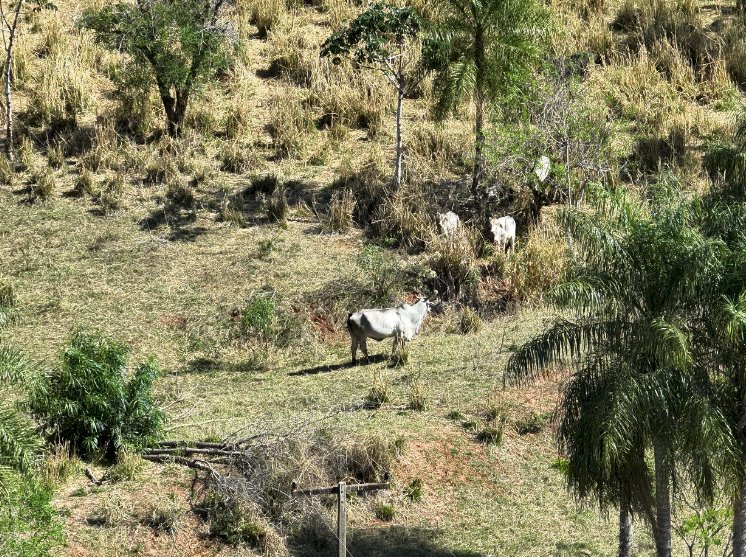 Polícia Ambiental embarga fazenda onde foram encontrados corpos em Icaraíma e aplica multa de R$ 7,5 milhões