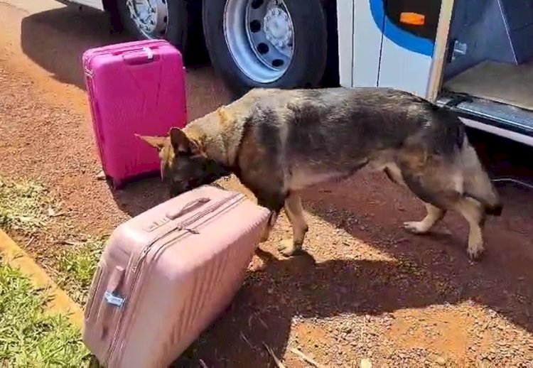 Mulher é presa com mais de  24 kg de maconha em ônibus na região