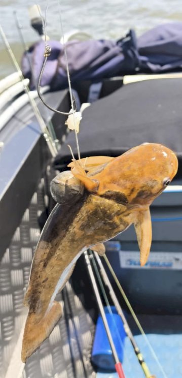 Período de defeso da pesca começa neste fim de semana no Paraguai