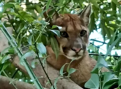 Onças-pardas são flagradas próximas à área urbana de Palotina e acendem alerta sobre convivência com a fauna silvestre