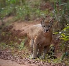 Onças-pardas são flagradas próximas à área urbana de Palotina e acendem alerta sobre convivência com a fauna silvestre