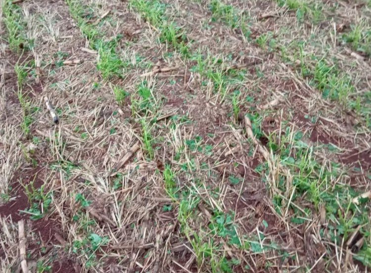 Fotos mostram os estragos causados pelo temporal em Marechal Rondon e região