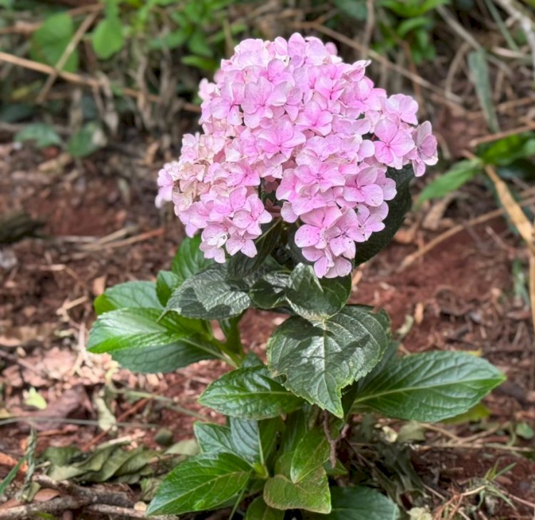 Lago Municipal de Nova Santa Rosa passa por revitalização e ganha novo visual