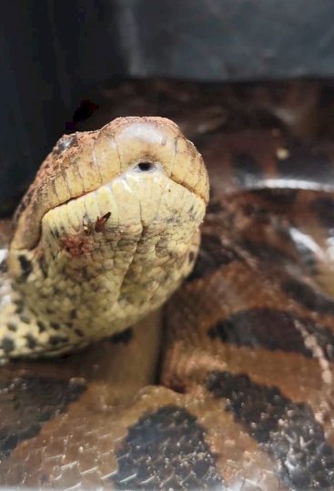 Sucuri de cerca de 4 metros é resgatada pelos bombeiros na região.