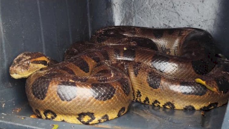 Sucuri de cerca de 4 metros é resgatada pelos bombeiros na região.